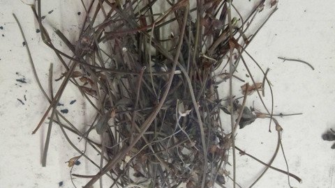 Sammeln, ordnen, auslegen