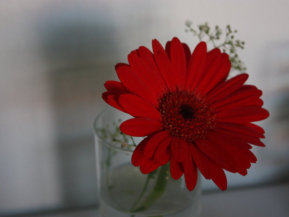 Los ind&iacute;genas en la literatura hispanoamericana