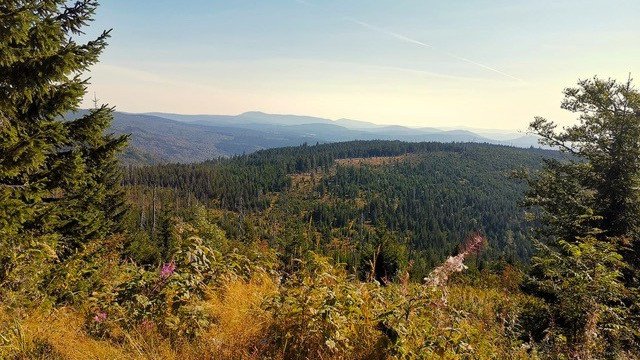 Bayerischer Wald