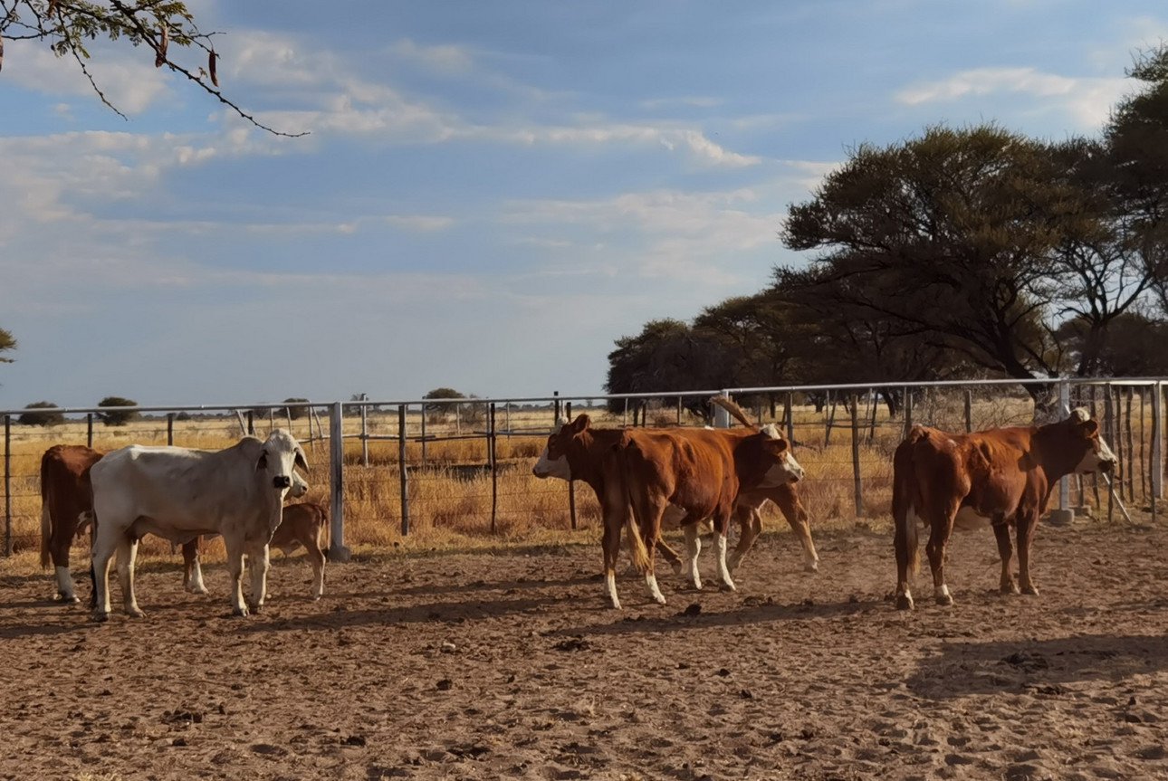 [Translate to Englisch:] Rinder in Namibia 