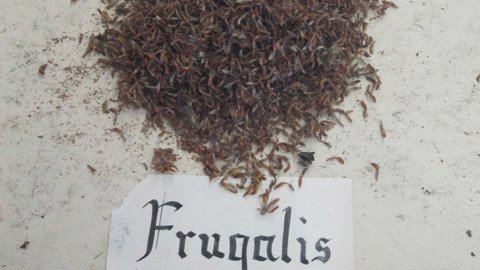 Sammeln, ordnen, auslegen