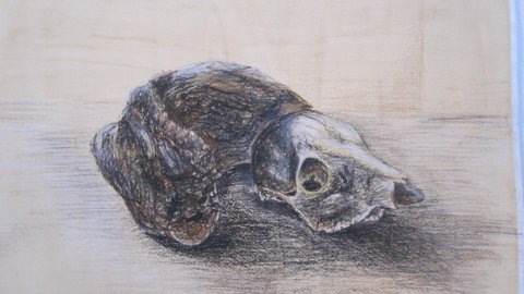 Gezeichnetes Skelett eines Tieres 