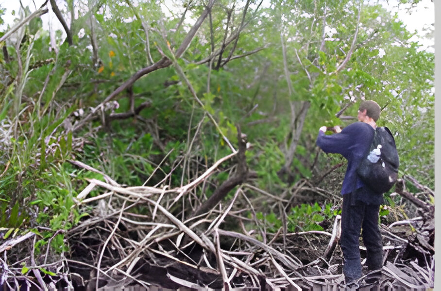Regeneration der Mangroven auf der Insel Guanaja (Honduras) sieben Jahre nach Hurricane Mitch